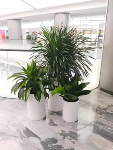 宁波慈溪植物出租专业